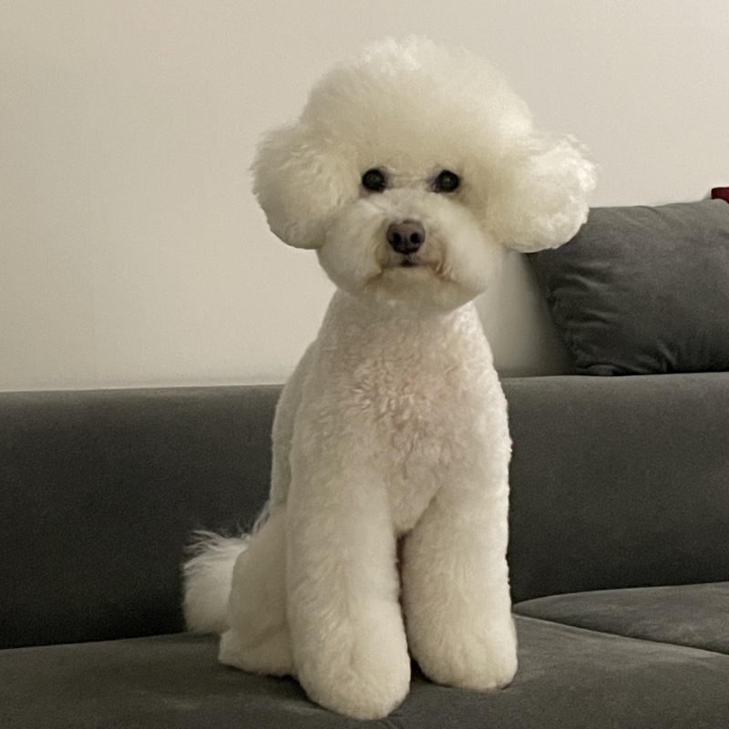 빅숑 오짜예여