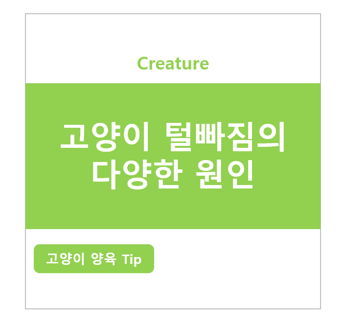 고양이 털빠짐의 다양한 원인