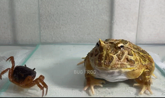 두꺼비를 이긴 게임