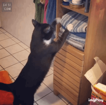 고양이가 쉴자리를 만드는 방법.gif