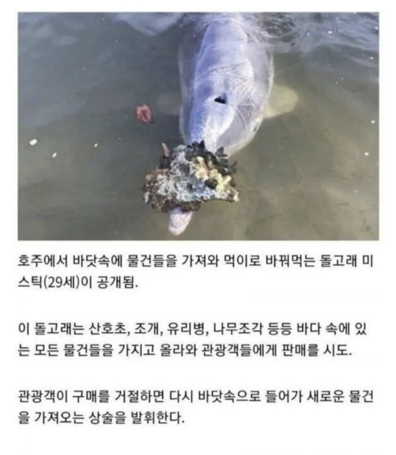 물물 거래 하는 돌고래