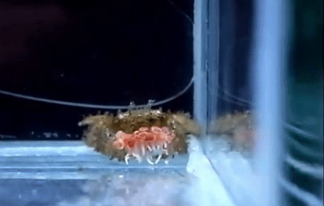 바닷속 치어리더인게 신기하네.gif