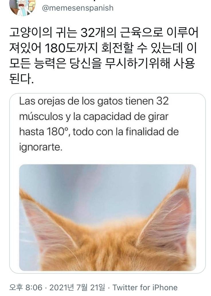 고양잇과의 귀 근육 움직임