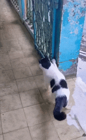 첩보영화의 한 장면_괴도냥이