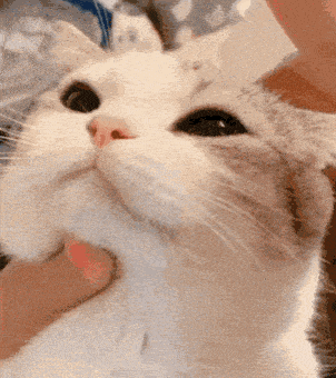 안약 넣냥