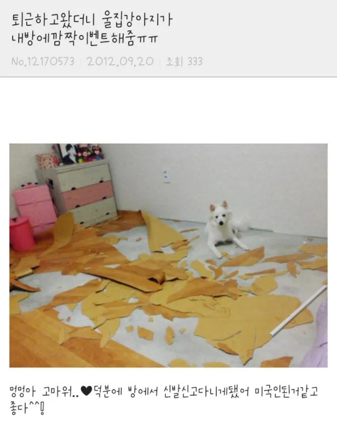 퇴근 후 강아지의 깜짝 이벤트