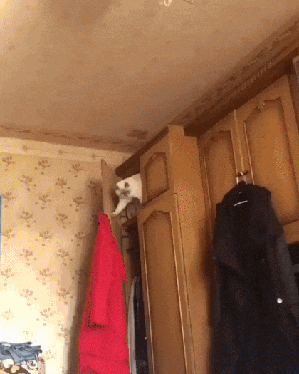 고양이 운동신경 클라스 