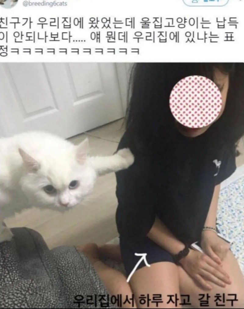 납득이 안되는 고양이
