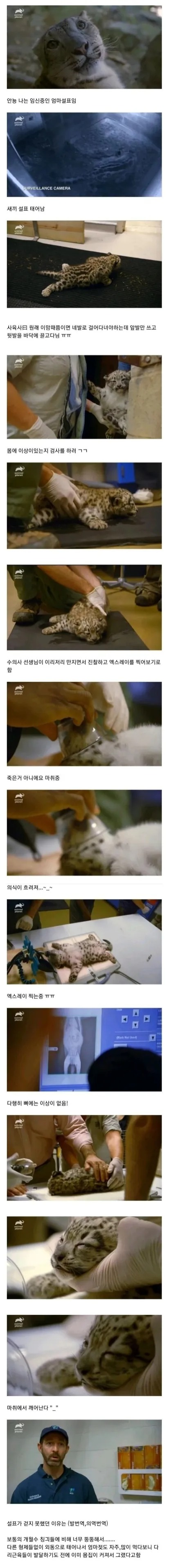 아기 설표가 걷지 못하는 이유