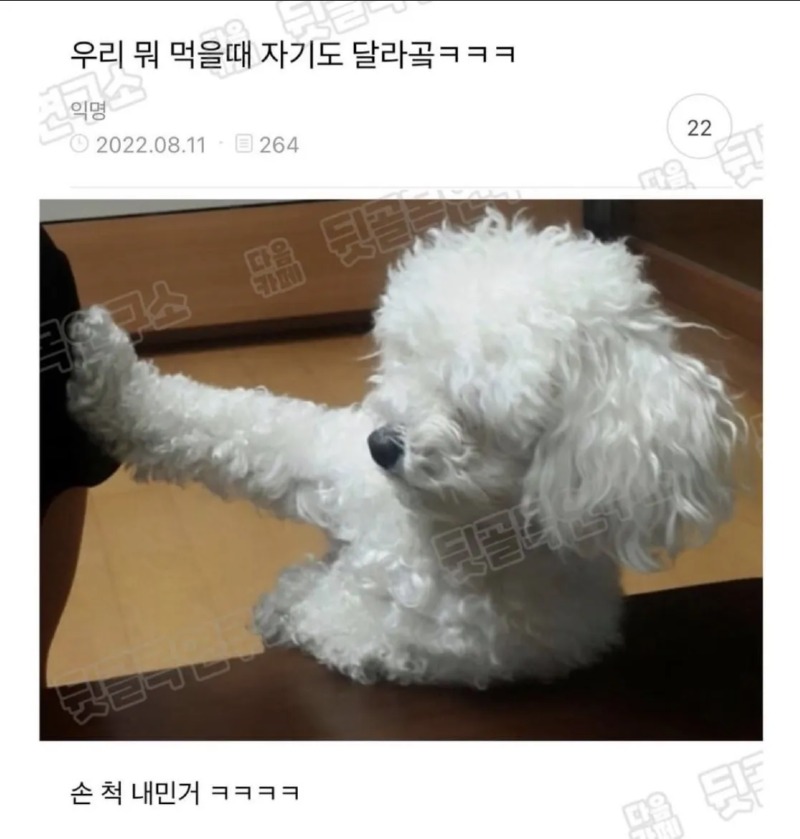 어이 집사 나도 주시개