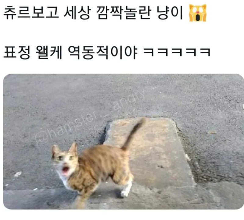 츄르를 발견한 냥이