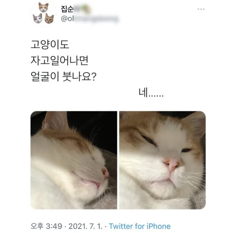 고양이도 자고 일어나면 얼굴이 붓나요?