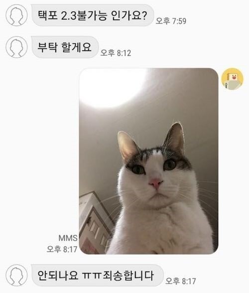 네고불가 고양이.carrot