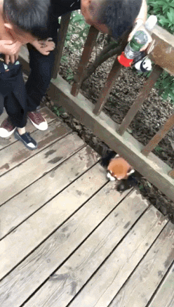 산행 중 마주친 야생동물의 위험성.gif