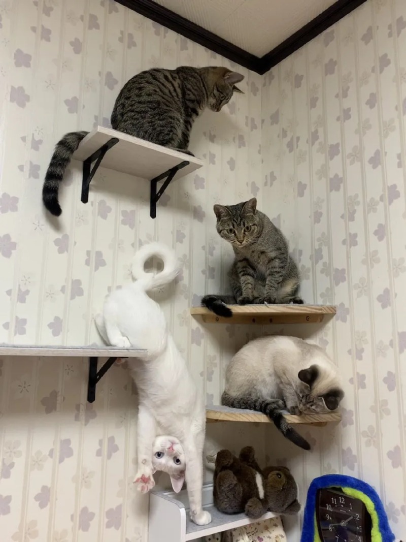 고양이 고양이 고양이 이양고