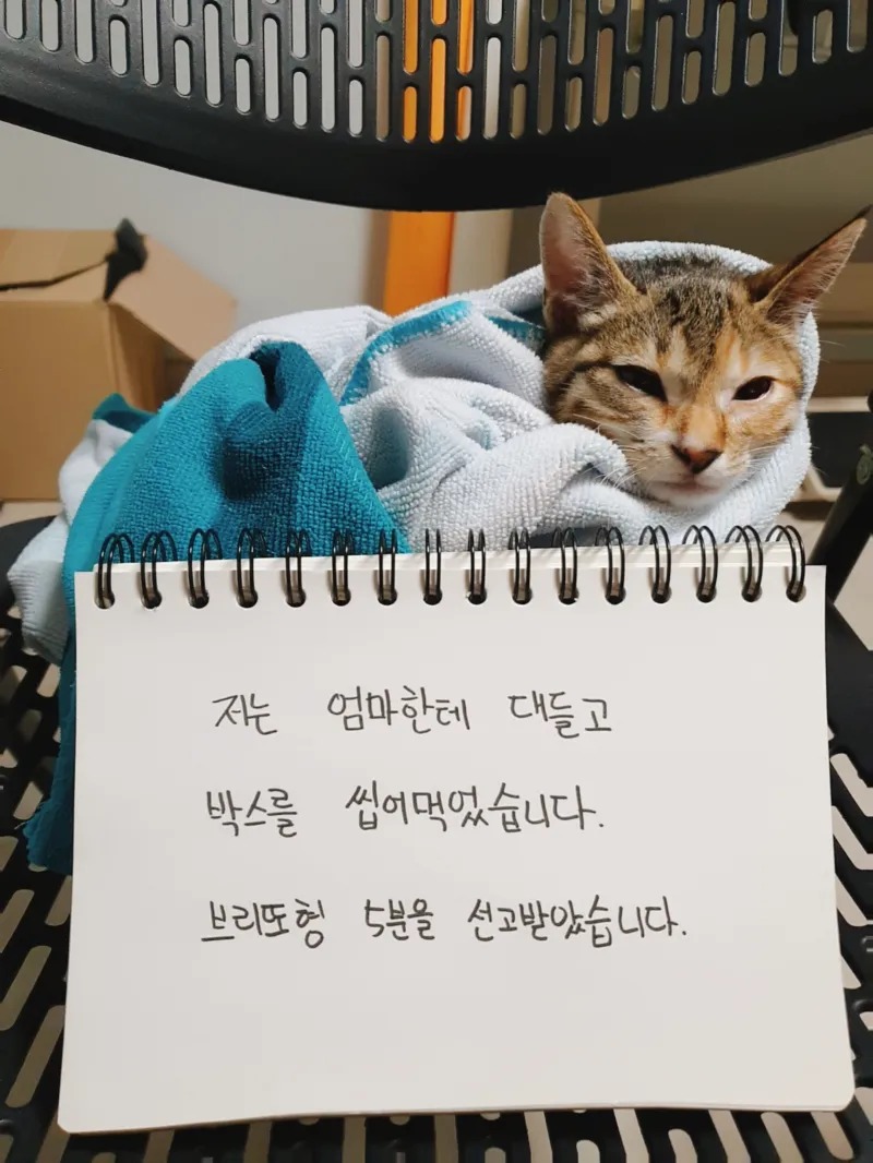 당신은 잘못헀으니 형을 선고합니다