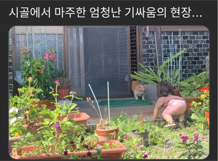 시골에서 마주한 살벌한 기싸움 현장
