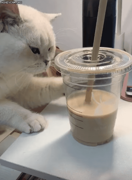 개뻔뻔한 냥아치쉑