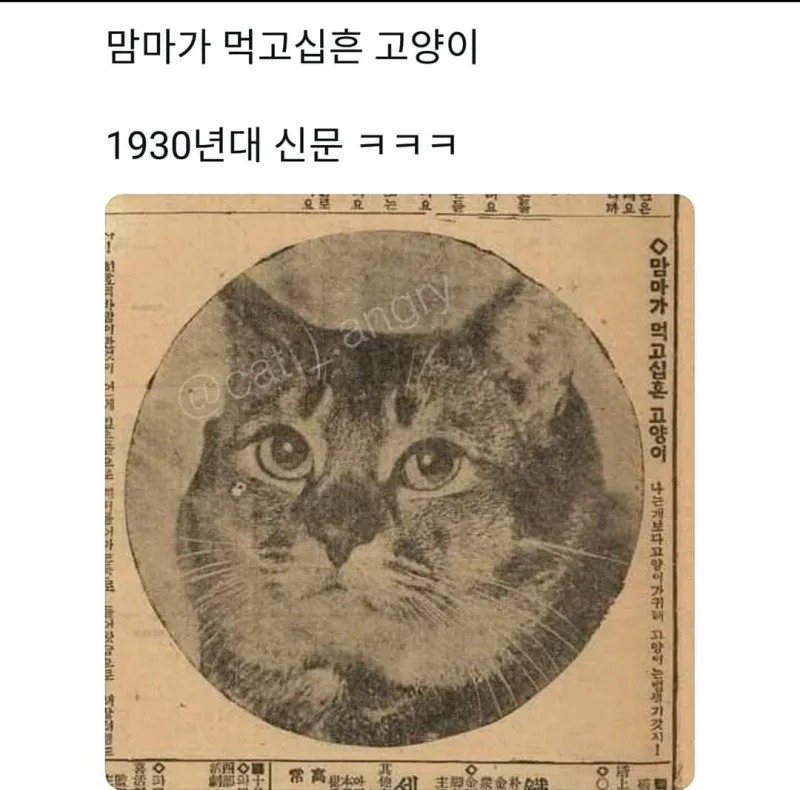 배고픈 고양이 뉴스기사