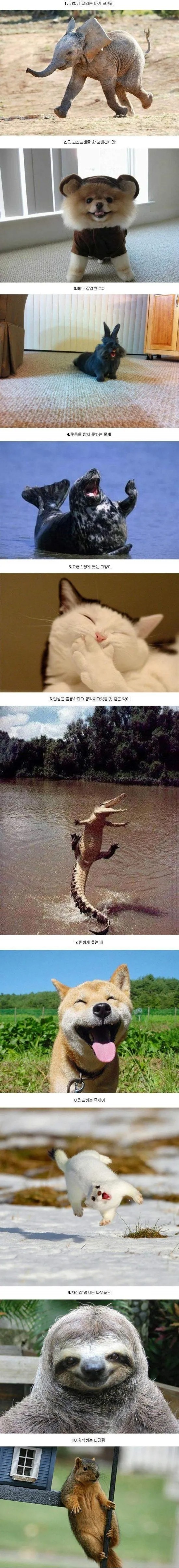 왠지 기분 조아지는 동물 사진들