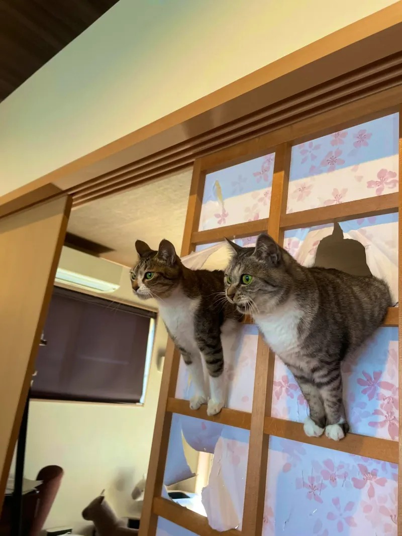 벽걸이냥이