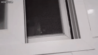 모르는 녀석과의 끈질긴 기싸움.window