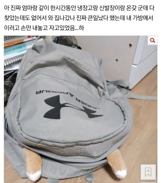 고양이 잃어 버릴 뻔..