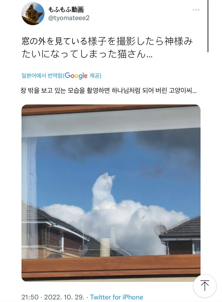 하나님처럼 찍힌 고양이 