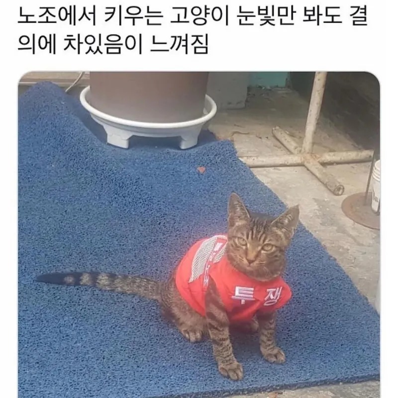 노조에서 키우던 고양이 근황 