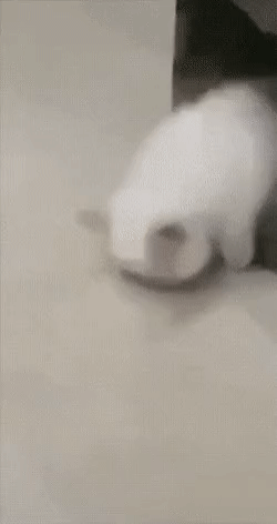 어...집사야 왔니,,???