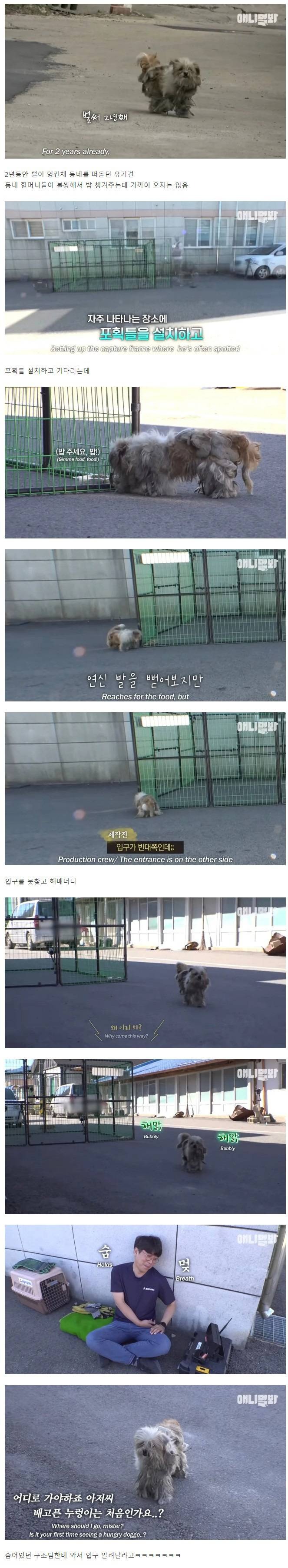 너무 귀여운 동물농장 사연