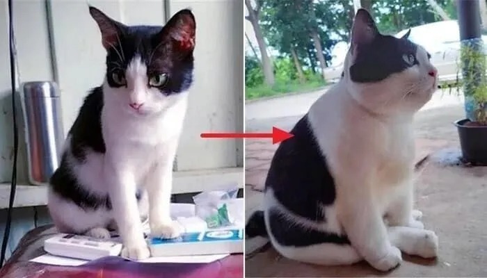 시골에 보내진 냥이..