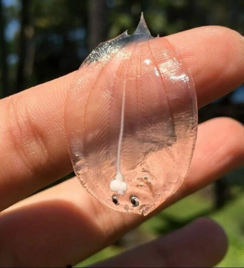 태어난지 얼마 안된 새끼광어 