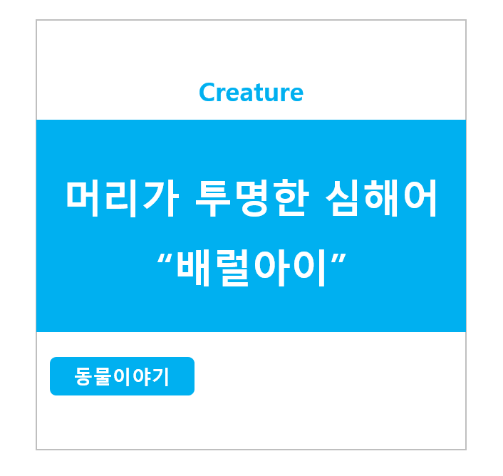 머리가 투명한 심해어 - 배럴아이 