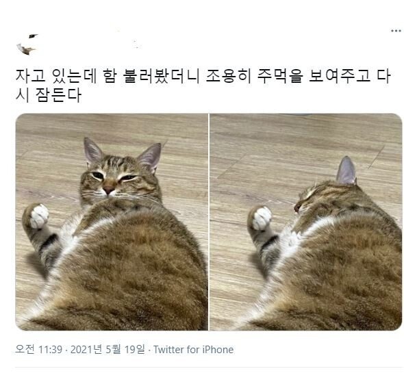 자고있는 고양이를 불러봤다