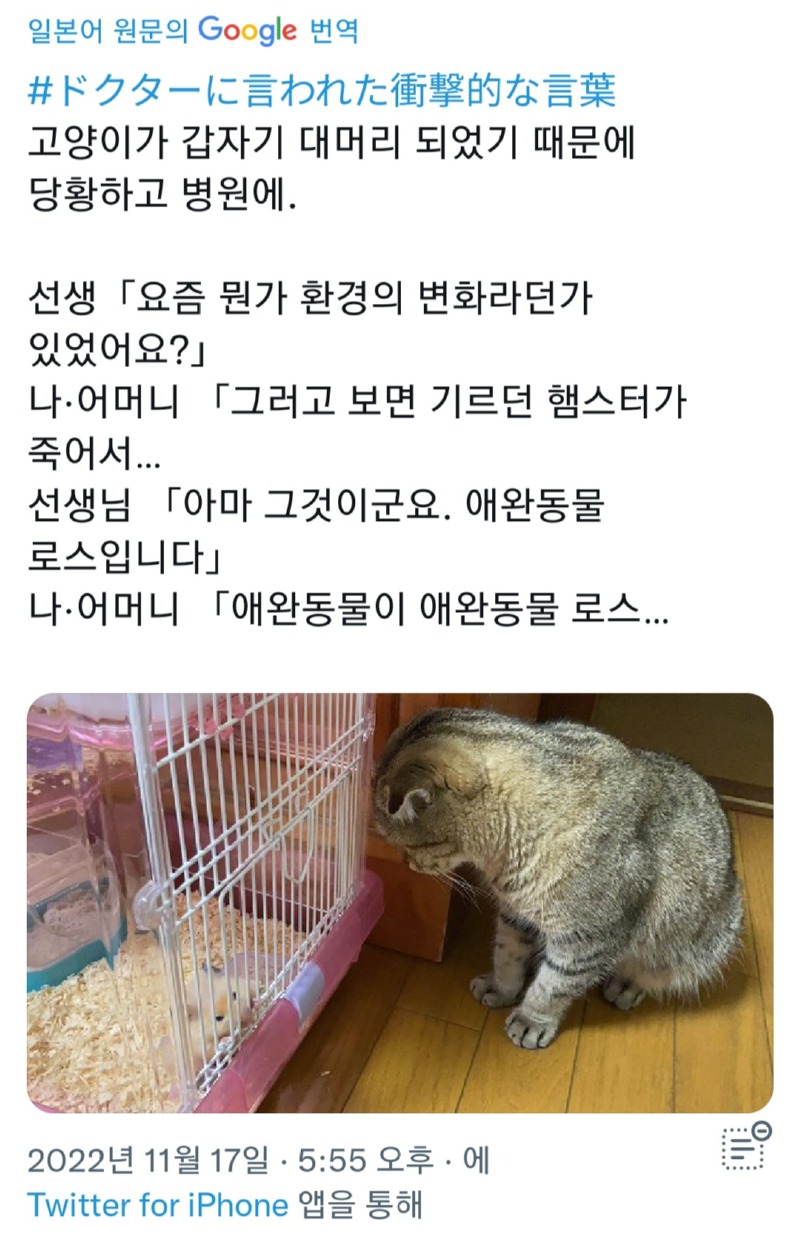 갑자기 탈모가 온 고양이