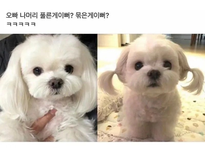 머리 묶은게 이뻐? 풀른게 이뻐? 