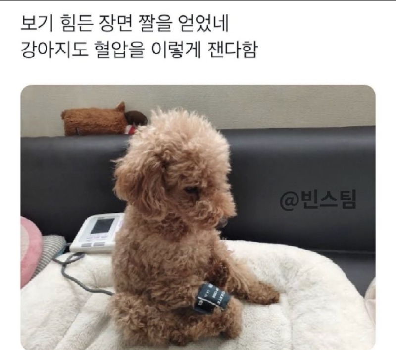 강아지 혈압 측정하는 법