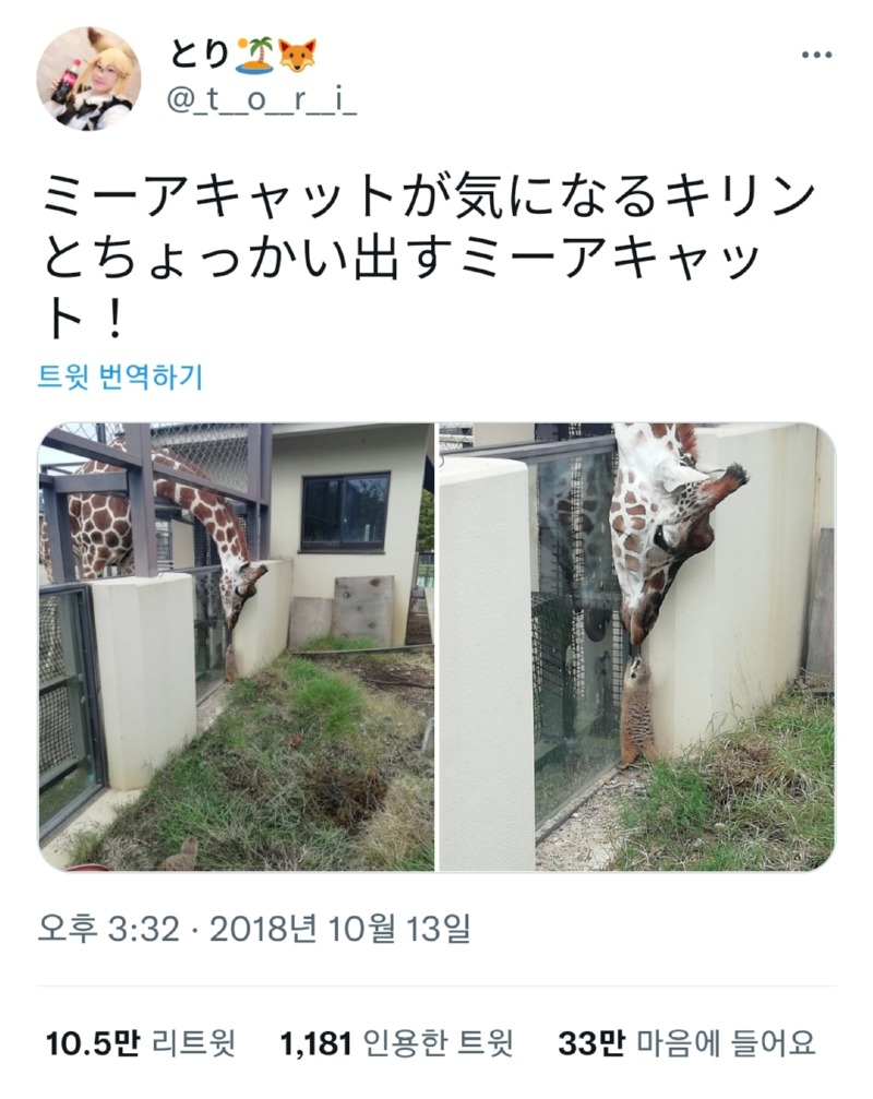 미어캣이 궁금한 기린.ZOO