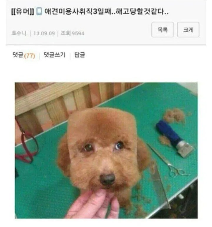 애견 미용사 취직 3일째...