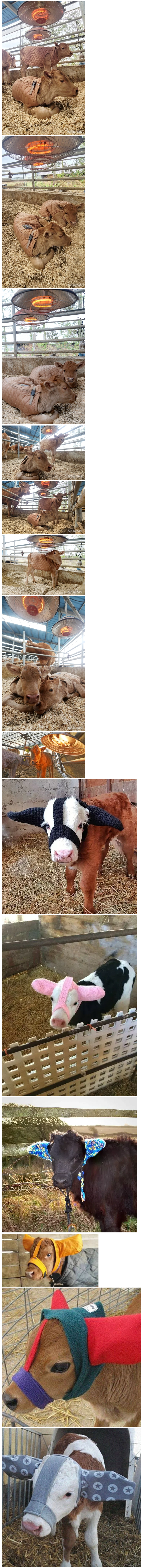축산농가의 겨울나기