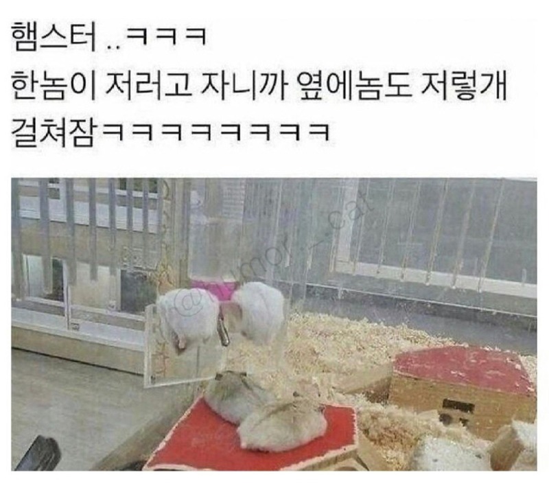 햄스터 말리는 법