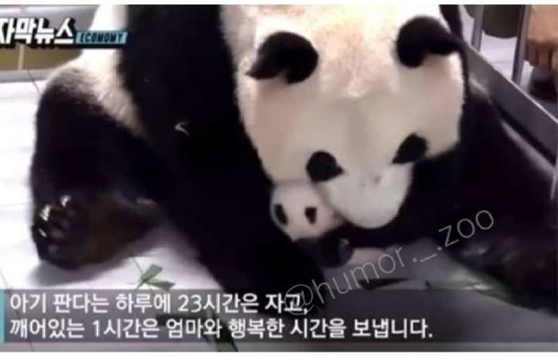 판다처럼 살고 싶다