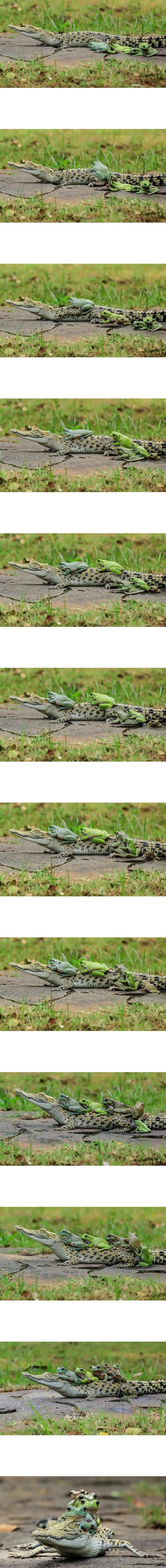동물의 왕국 쉬는시간 