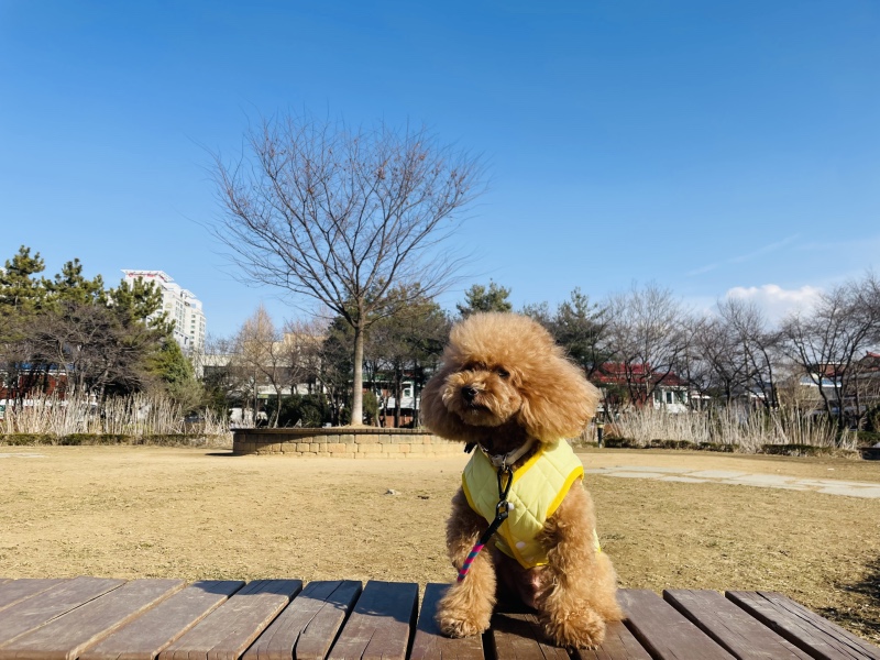 봄이 오려나봐요