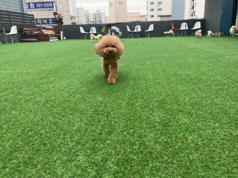 유치원 데이