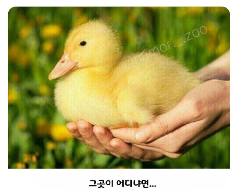오리른 놓고 가야 하는 곳은?