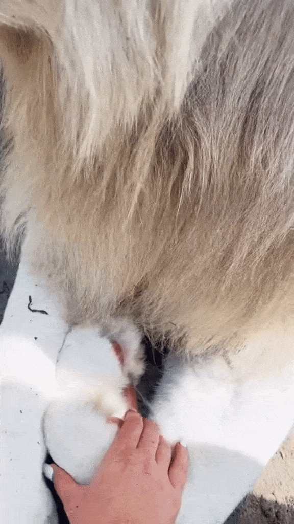 고양이 발톱 구경하기