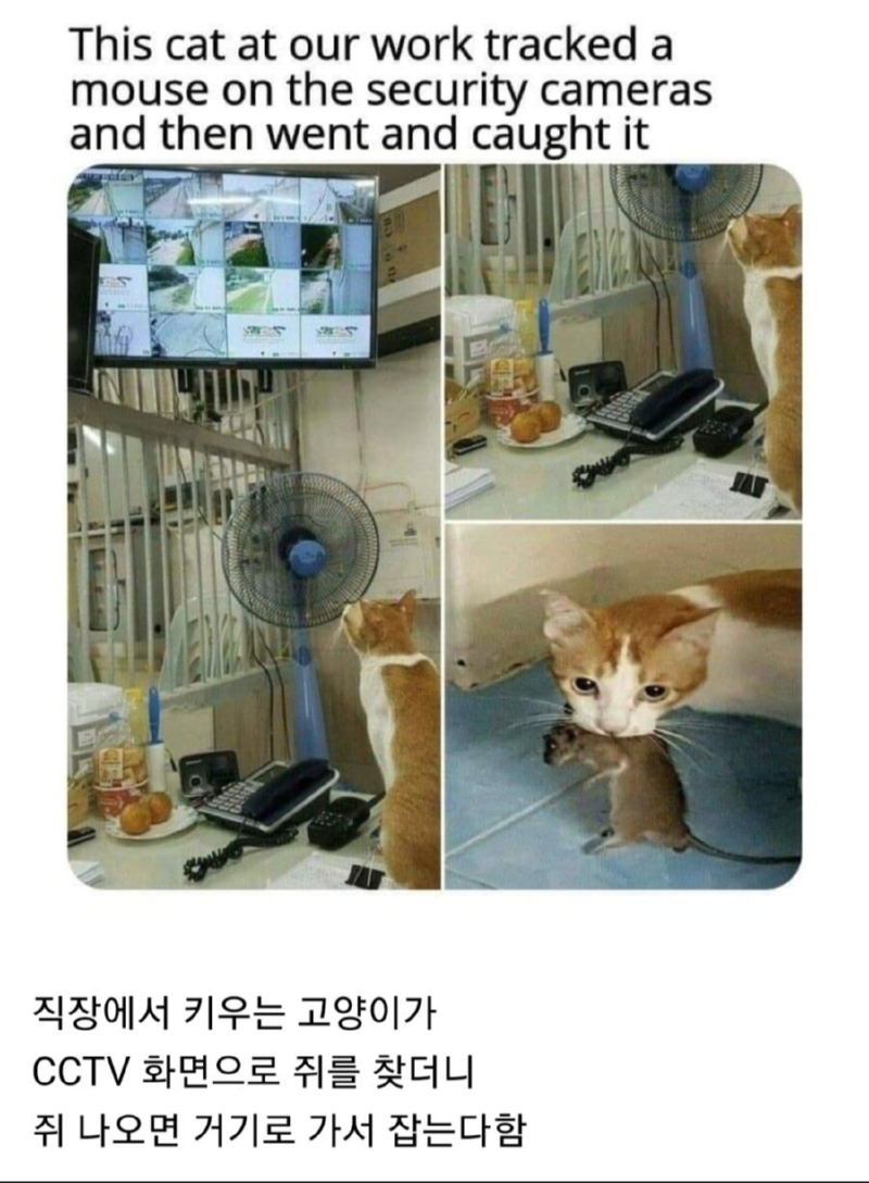 CCTV를 활용할 줄 아는 고양이