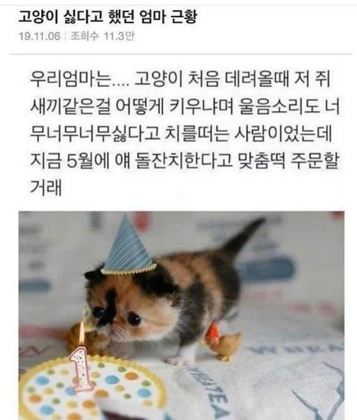 어머니는 고양이가 싫다고 하셨어